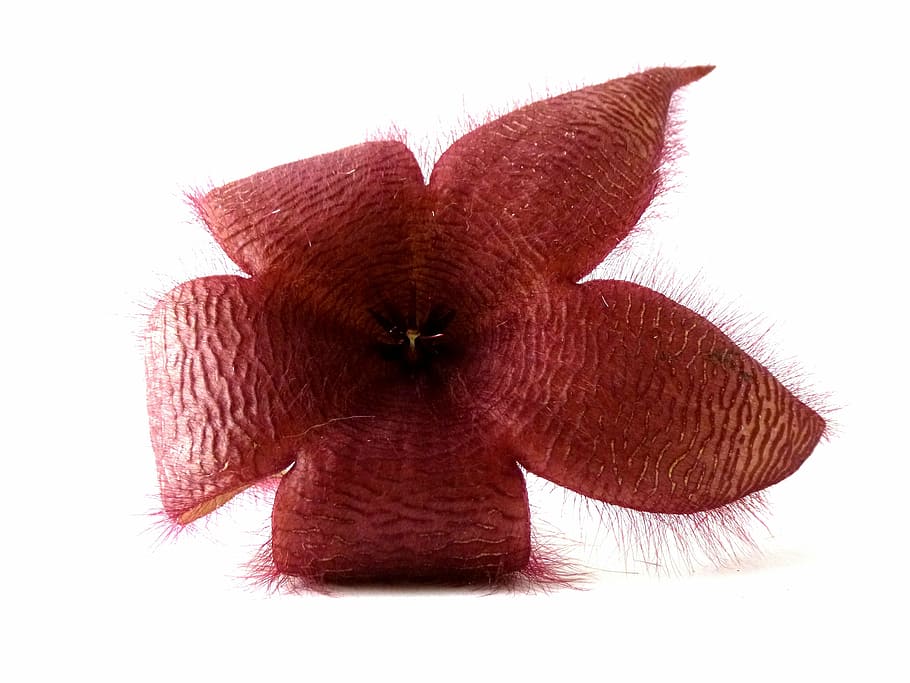 stapelia, red, plants, flowers, nature, beautiful, handsomely HD wallpaper