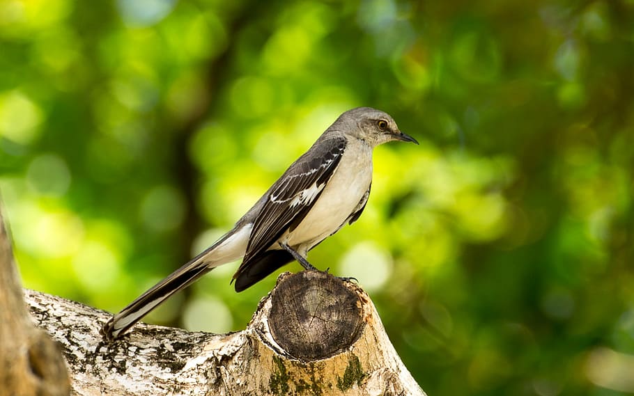 selective focus photography of white and black bird perching on white and brown tree branch HD wallpaper