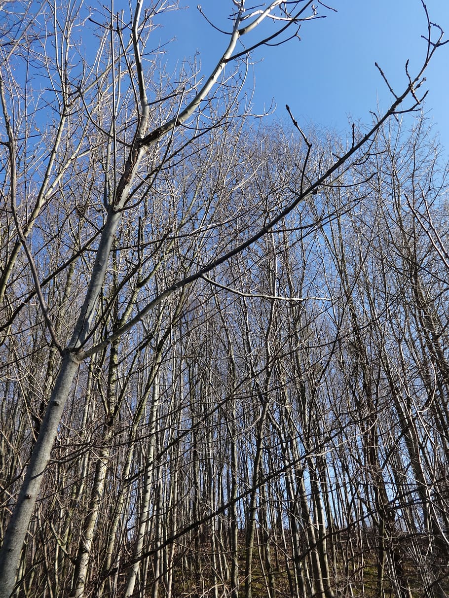 forest, young, nature, tree, green, branch, shoots, landscape HD wallpaper