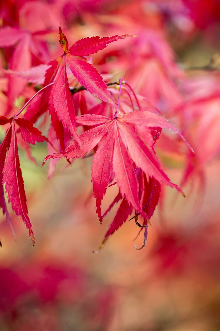 autumn, acer, leaf, autumnal, tree, colorful, fall, maple, foliage, HD wallpaper