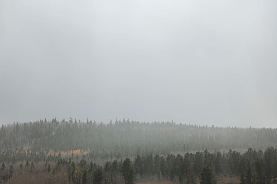 foggy forest during daytime, forest, tree, fog, landscape, mist, wood HD wallpaper