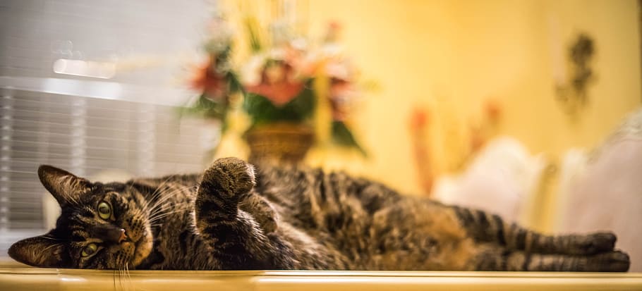 bokeh photography of brown tabby cat, Feline, Gray, Stripes, Cute