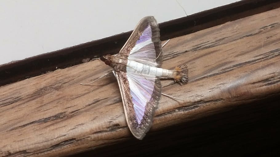melonworm moth, insect, arthropod, wings, winged, fauna, wildlife HD wallpaper