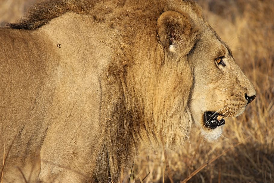 close-up photography of lion, king, cat, predator, mane, animal HD wallpaper
