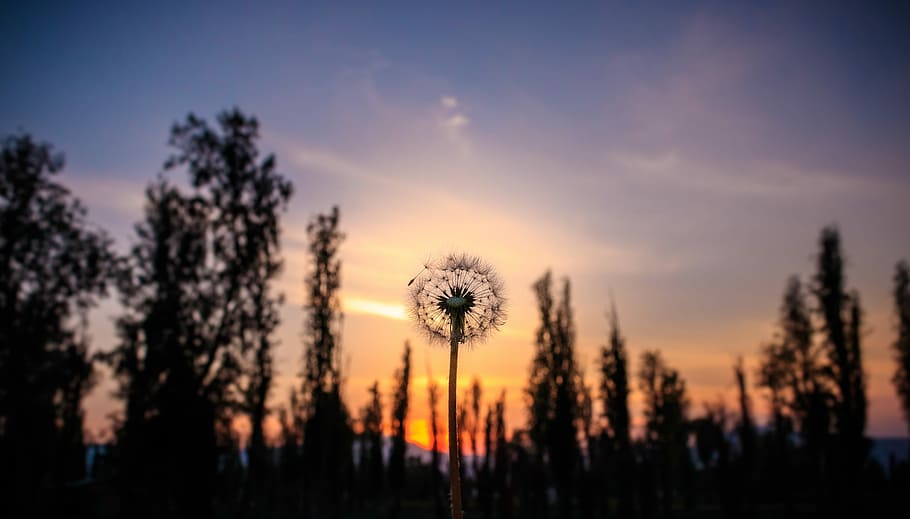 shallow focus photography of dandelion, tree, woodland, forest HD wallpaper