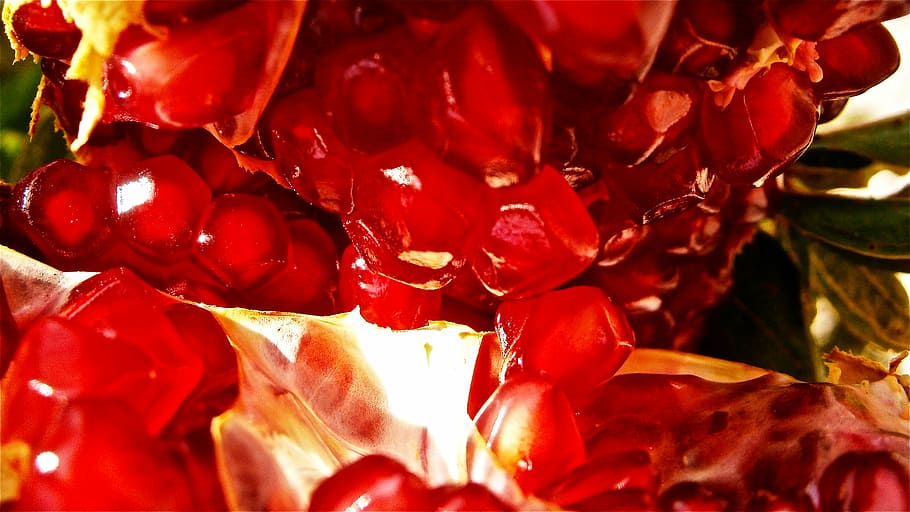fruit, granada, tree, vegetable, nature, pomegranate, food HD wallpaper