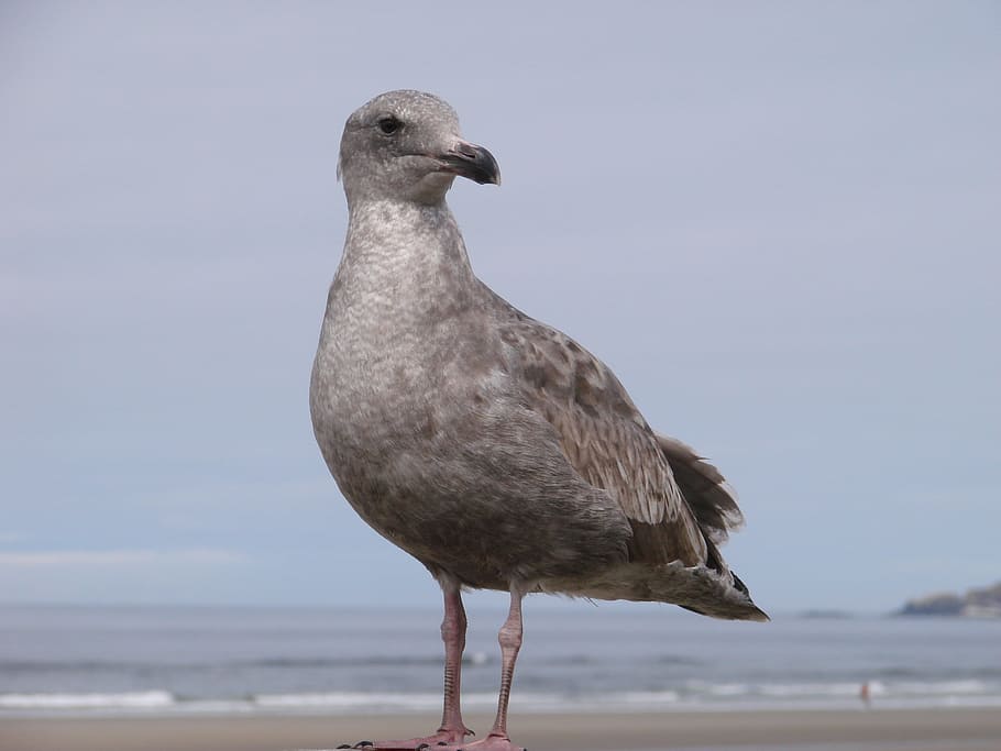 Seabird, Beach, Sand, seabirds, oregon seashore, pacific, shoreline HD wallpaper
