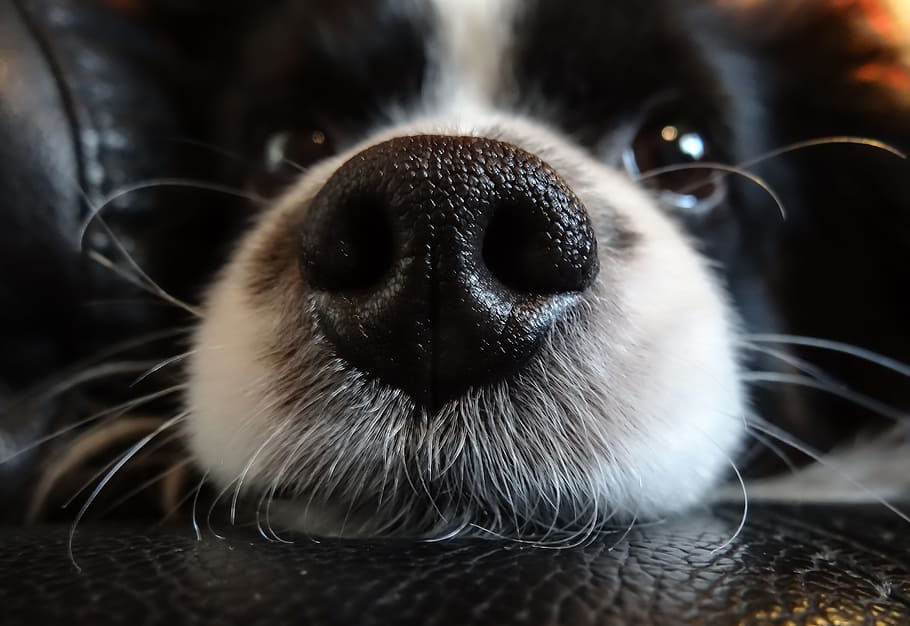 24++ Dog Noses Phone Wallpaper - Bizt Wallpaper