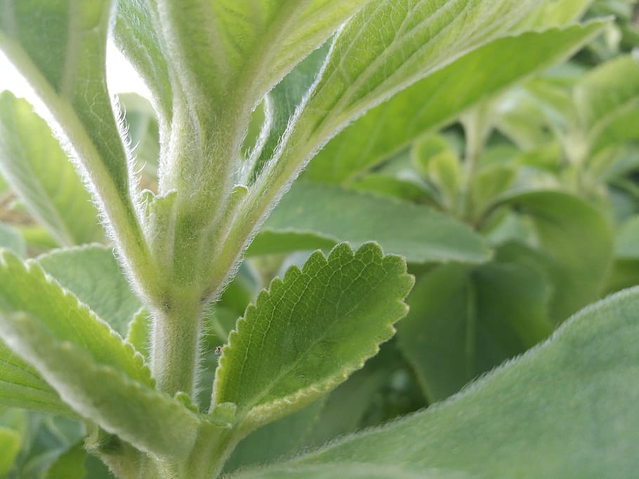 green, leaf, soft green, plant part, green color, close-up HD wallpaper