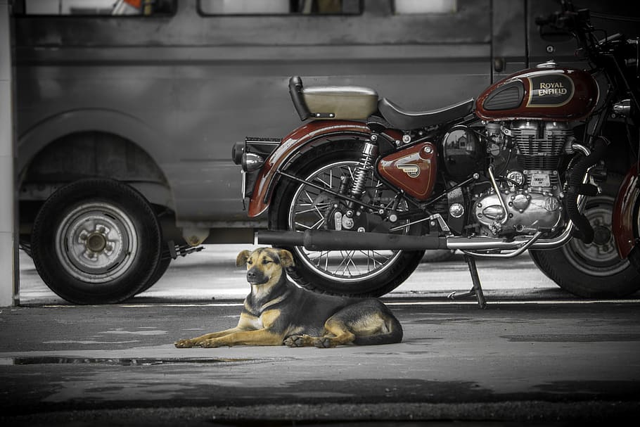 HD wallpaper: bike, royal enfield, dog, one animal, animal themes, mode of  transportation | Wallpaper Flare