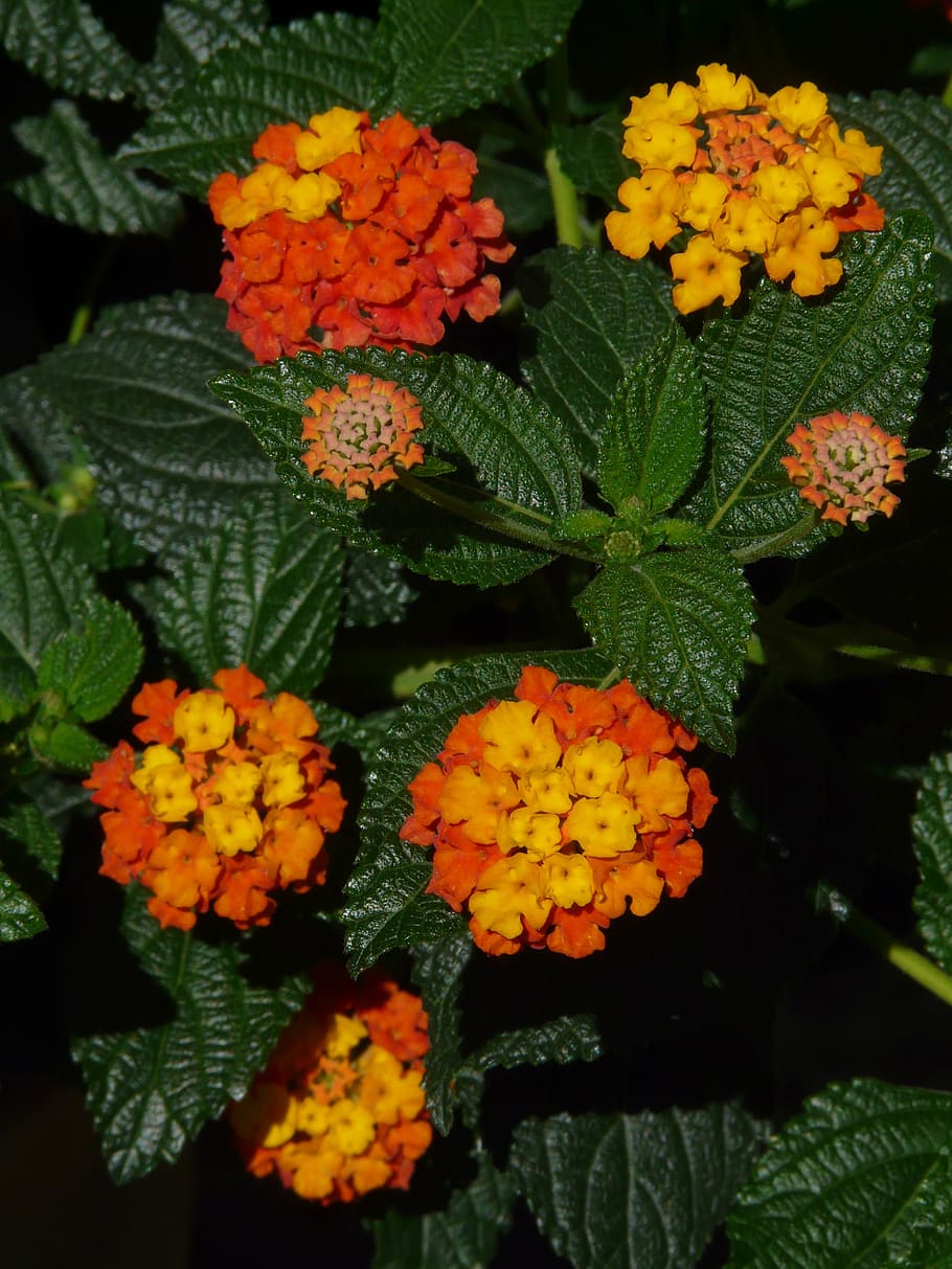 lantana, lantana camara, ornamental plant, yellow, flower, blossom