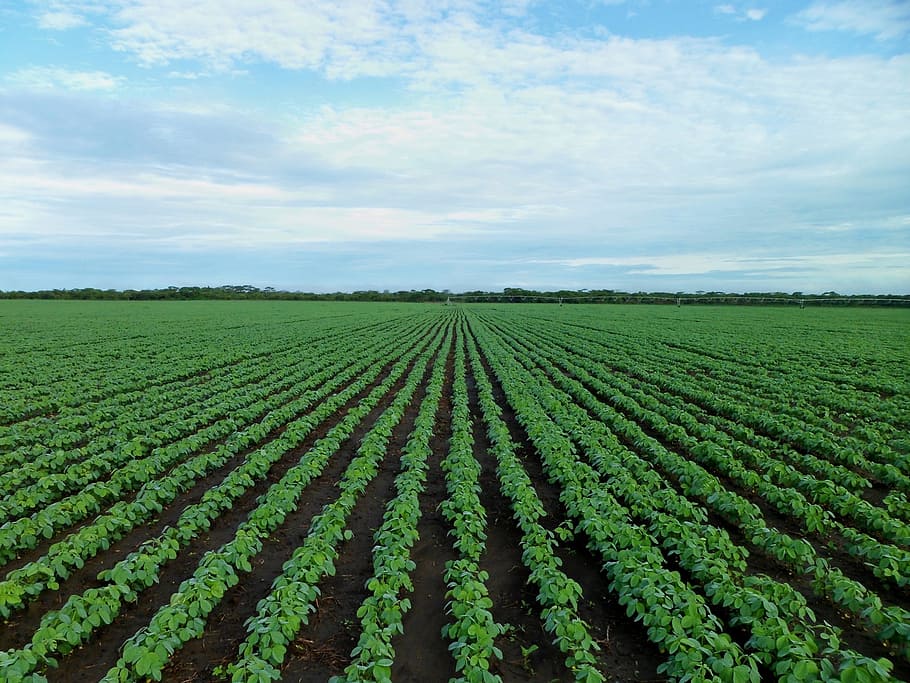 field filled with green leafed plants, soybean field, farming