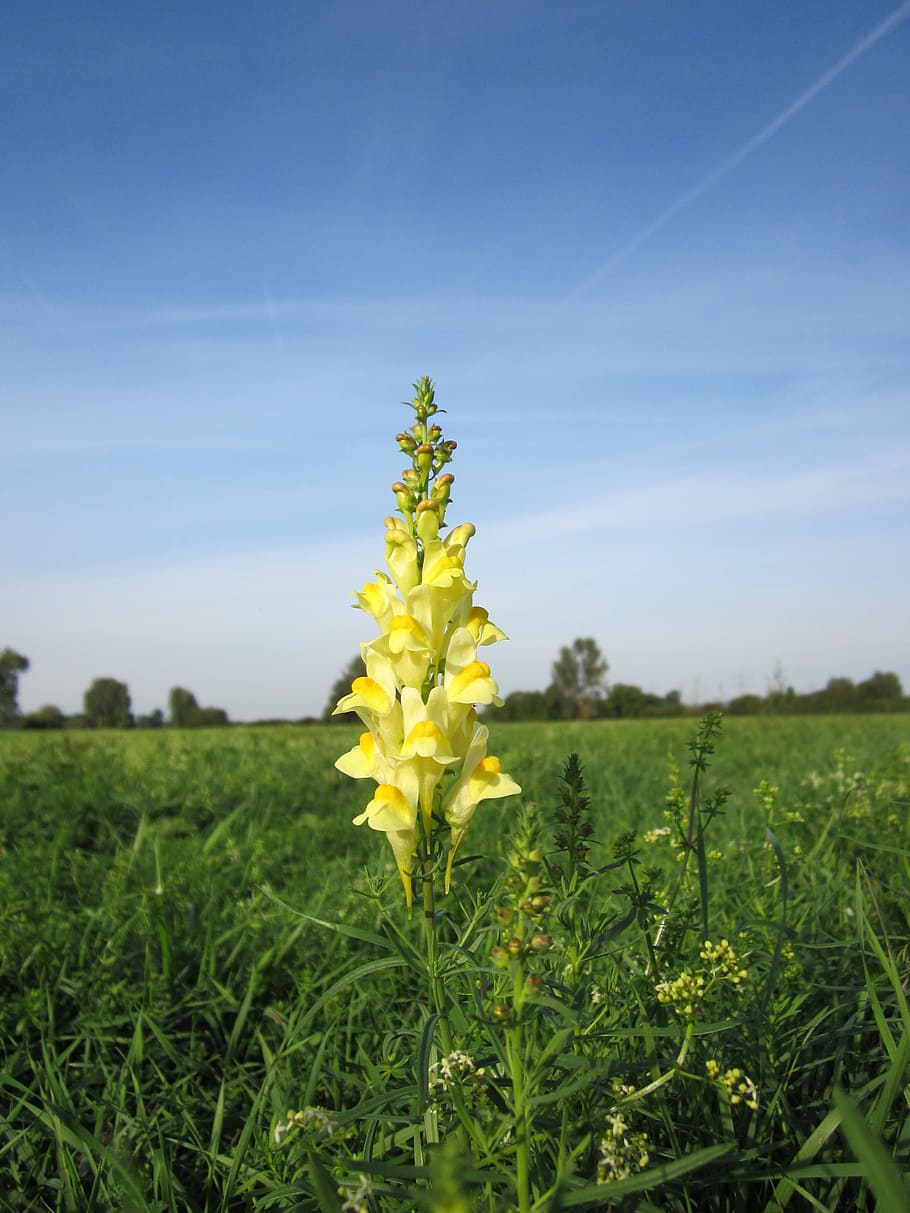 linaria vulgaris, common toadflax, yellow toadflax, butter-and-eggs, HD wallpaper