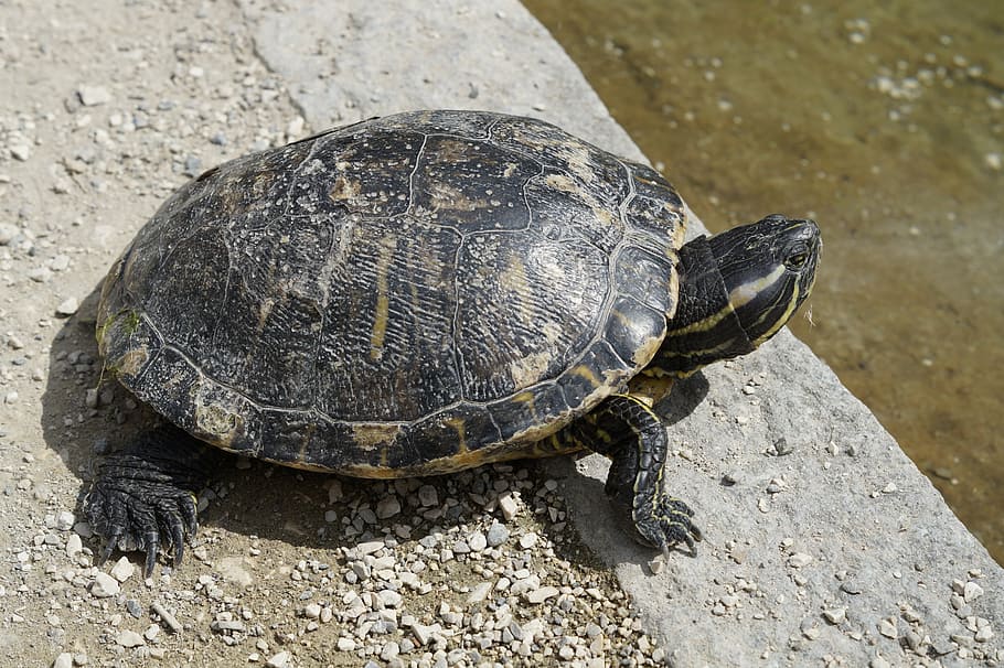 turtle, water turtle, bask, panzer, tortoise shell, drawing HD wallpaper