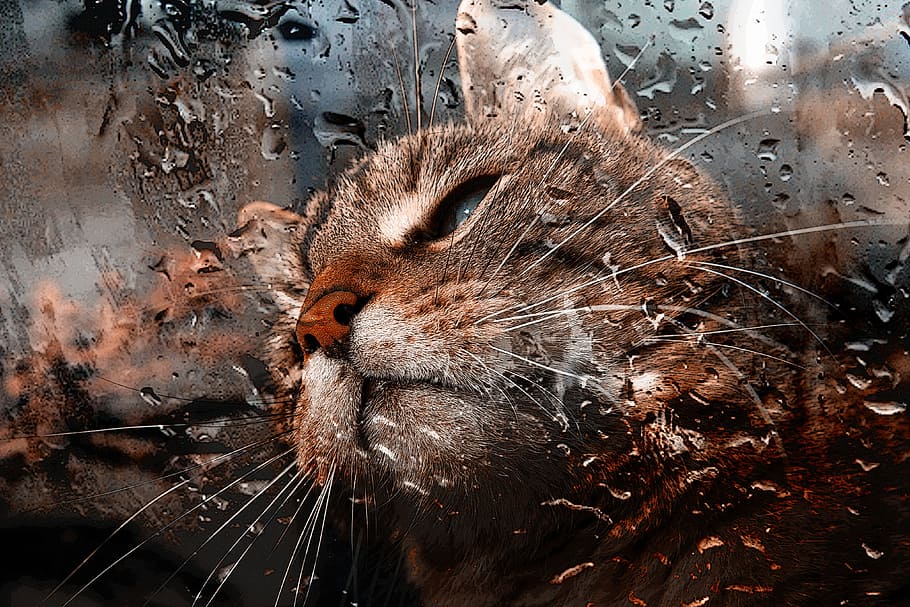 brown cat, window pane, view, raindrops, portrait, animals HD wallpaper