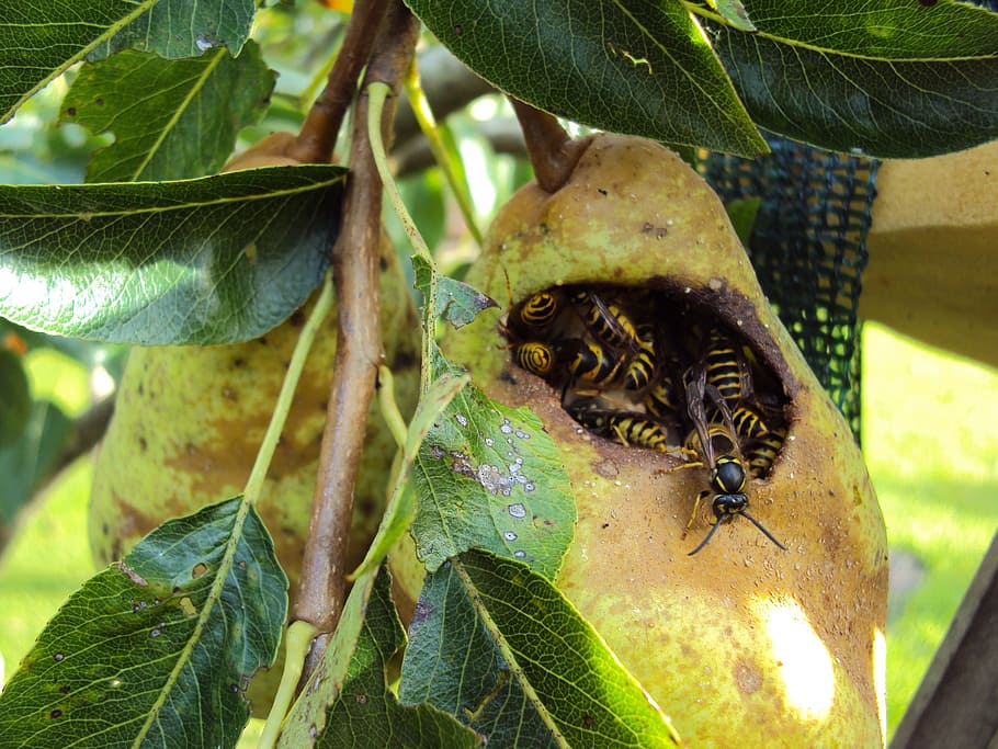 Wasps, Fruit Tree, peer, insect, nature, leaf, animal, food HD wallpaper