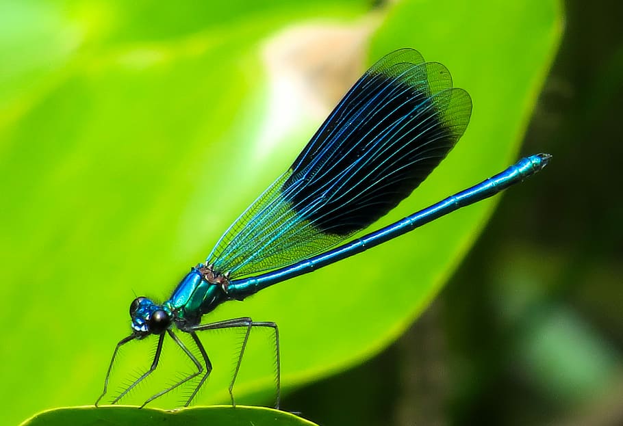 macro photography of green fly, Animal, Dragonfly, Insect, Wing HD wallpaper