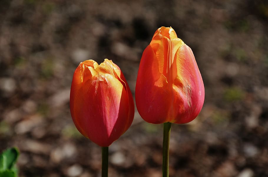 tulip, orange, spring, nature, flower, green, floral, red, plant HD wallpaper