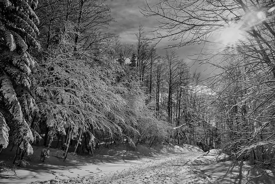 snow covered trees during winter, ice, landscape, forest, woods HD wallpaper