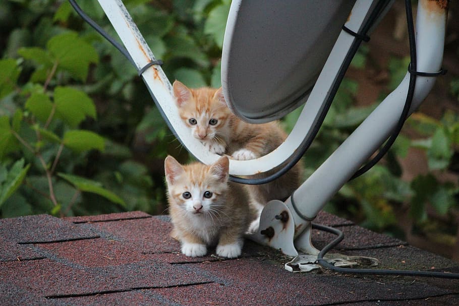 Cat, Pet, Animal, one animal, outdoors, day, animal themes HD wallpaper