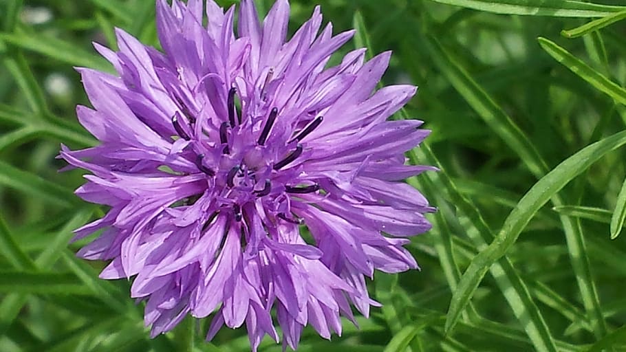 cornflower, purple, blossom, bloom, nature, plant, summer, petal HD wallpaper