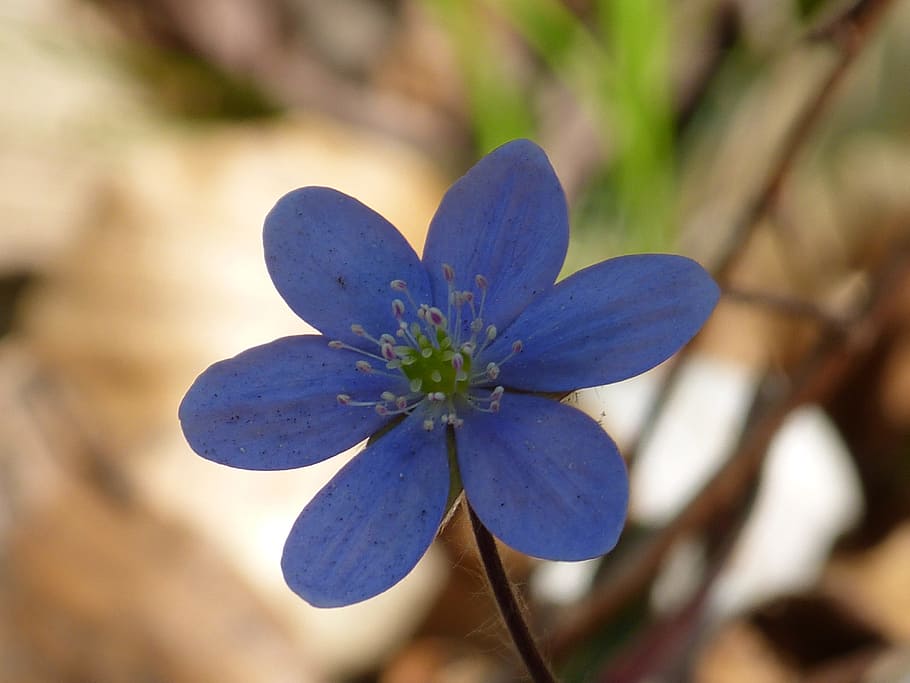 hepatica, flower, blossom, bloom, violet, purple, hepatica nobilis HD wallpaper