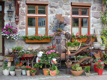 assorted-color-and-type plants planted on assorted-color pots place in front of window at daytime HD wallpaper