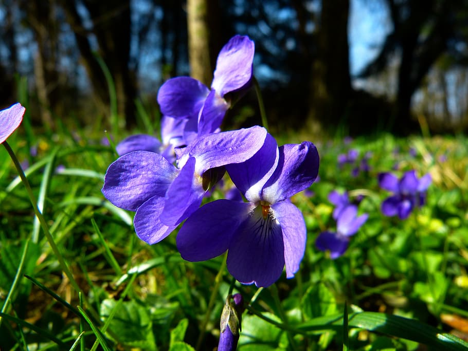 violet, viola, purple, plant, flower, flowering plant, freshness HD wallpaper