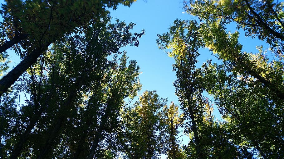 forest, trees, nature, landscape, autumn, castañar, green HD wallpaper