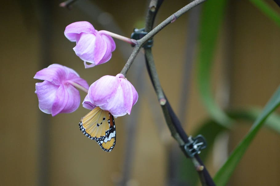 flower, purple, plants, flowering plant, beauty in nature, fragility HD wallpaper