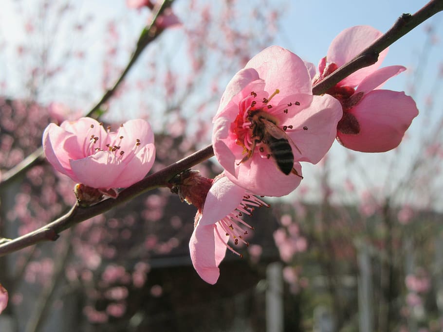 spring, flower, tree, branch, blossom, pink, tree branches HD wallpaper