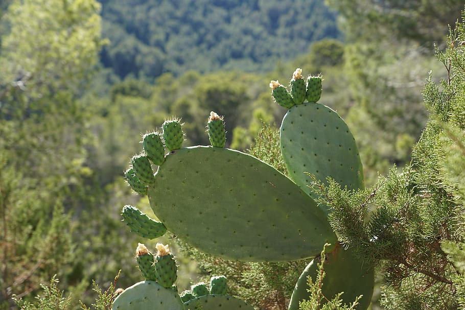 cactus, green, plant, prickly, spur, flora, succulent, prickly pear cactus HD wallpaper