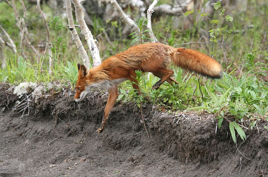 fox walking on plants, Fox, Moth, Wild Beast, Predator, Animal HD wallpaper