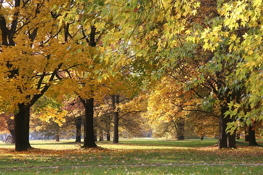 autumn, nature, tree, foliage, fall, mokotowskie field, warsaw HD wallpaper