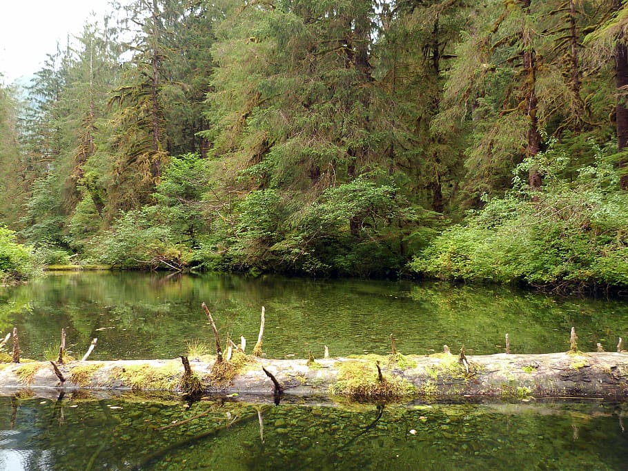 forest, river, british columbia, canada, nature, water, landscape HD wallpaper