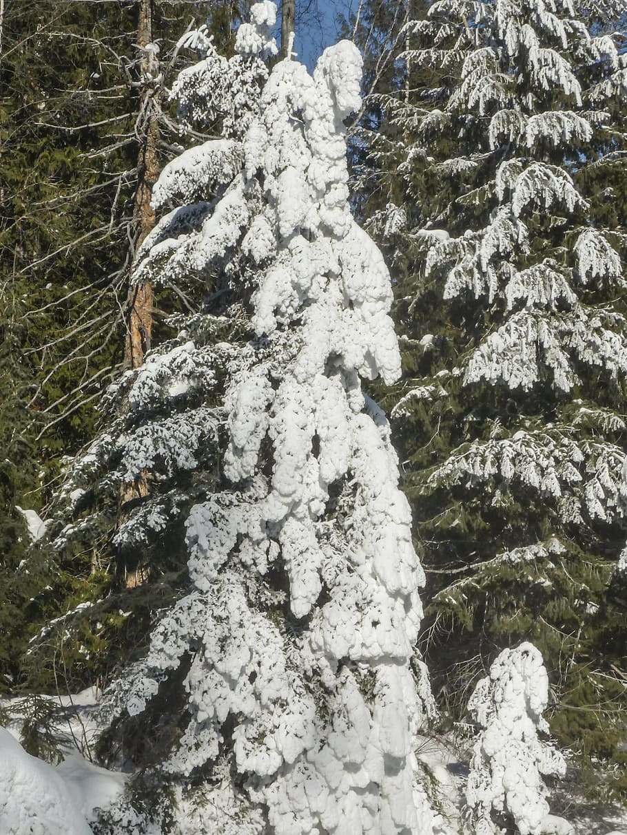 snow, tree, fir, ice, winter, forest, cold, frost, idyllic HD wallpaper