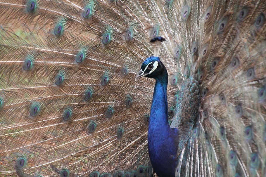 nature, zoo, peacock, animal, wild, wildlife, bird, colorful, HD wallpaper