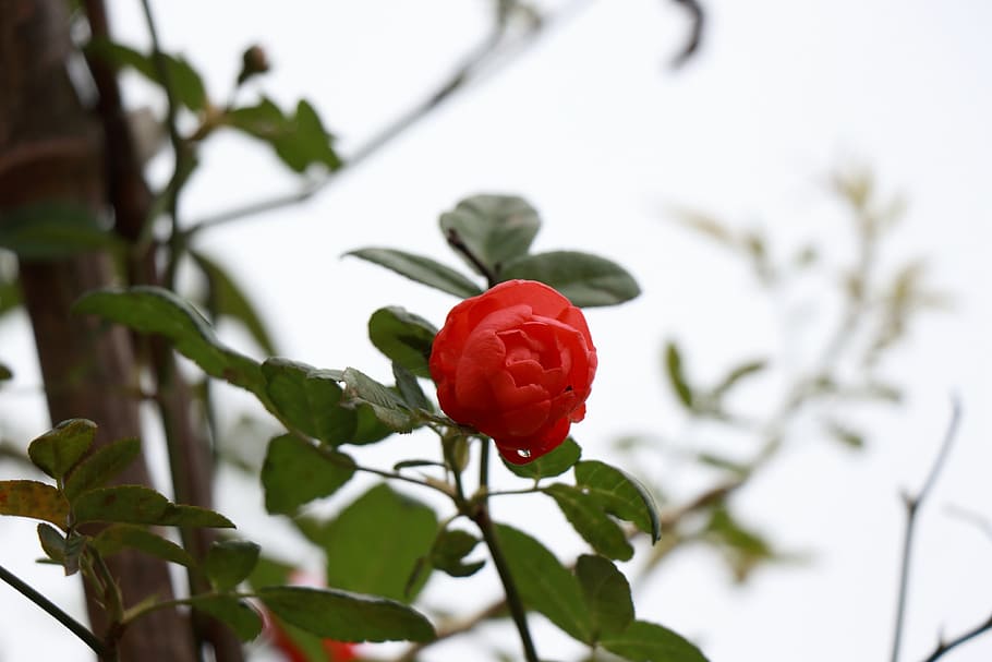 green leaf, flowers, red flowers, plant, beauty in nature, plant part HD wallpaper