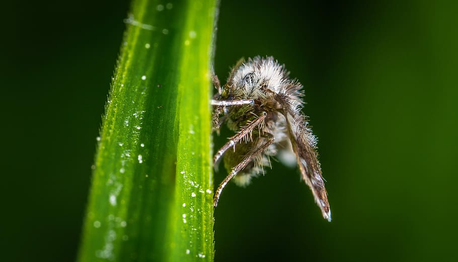 macro, insect, babusnica, animal, green color, animal wildlife HD wallpaper
