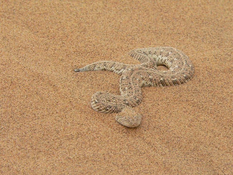 puff adder, snake, toxic, sand, reptile, namibia, animal wildlife HD wallpaper