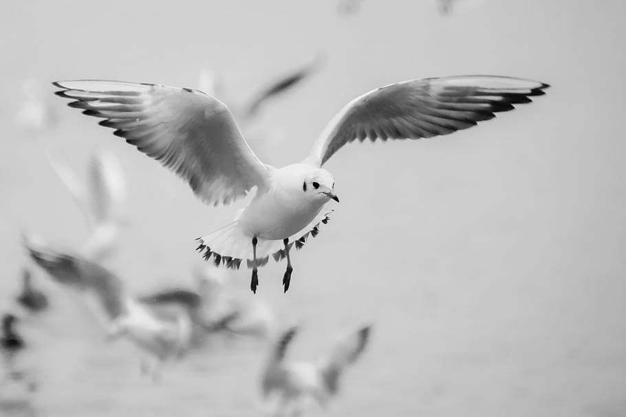 black-billed gull flying, seagull, flight, bird, beach, switzerland HD wallpaper