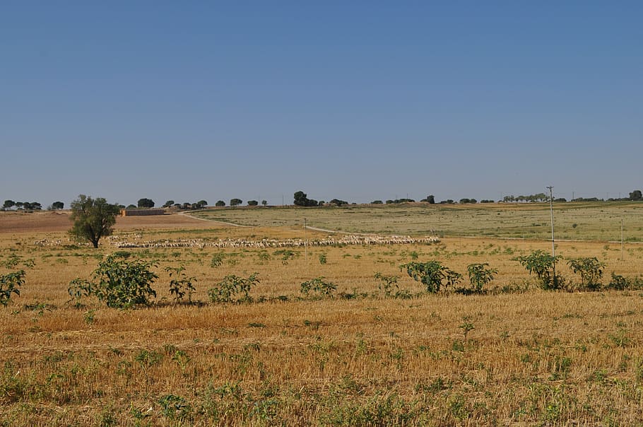 field, landscape, stain, nature, environment, sky, plant, scenics - nature HD wallpaper