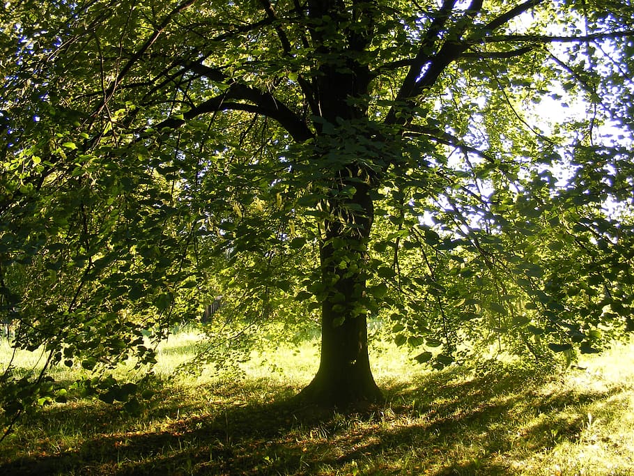 Tree, Lime, Green, Shadow, Sun, Nature, tree trunk, forest HD wallpaper