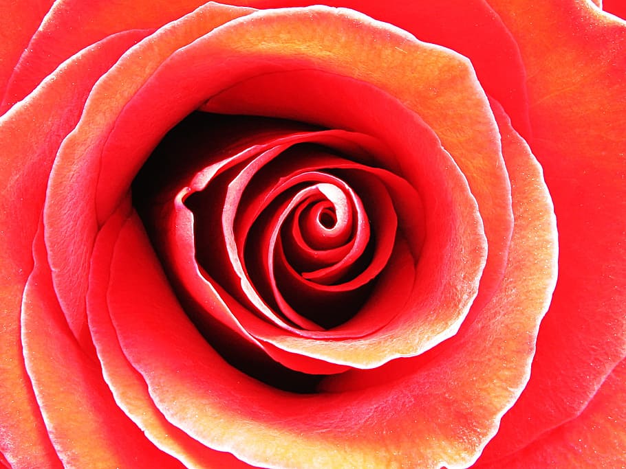 Rose, Red, Red, Love, Love, Flower, Romantic, rose - flower HD wallpaper