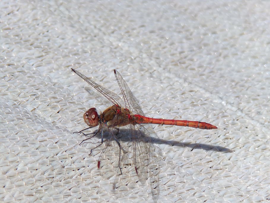 dragonfly, insect, close, nature, wing, red dragonfly, creature HD wallpaper
