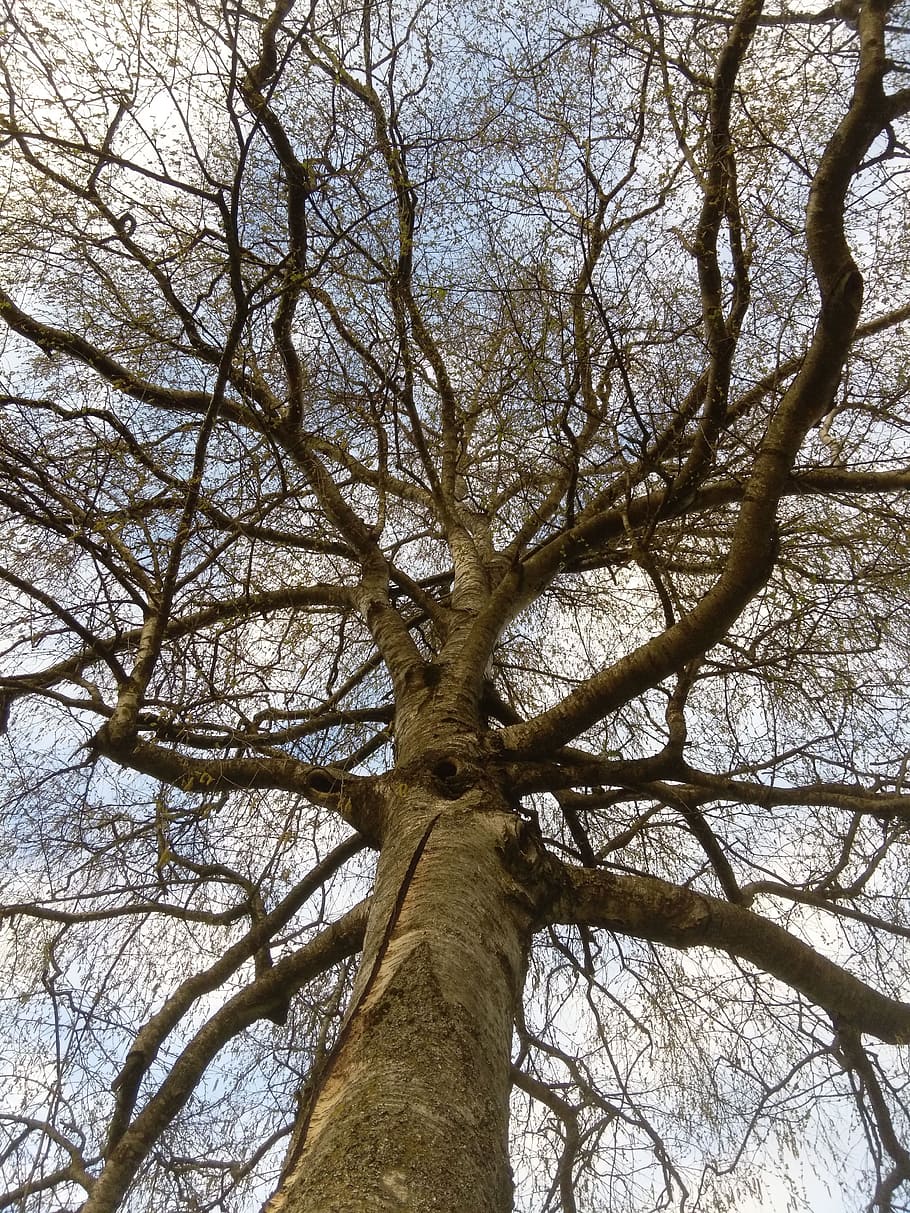 Trees force. Дерево деревья. Низкие деревья. Дерево силы. Сила дуба.