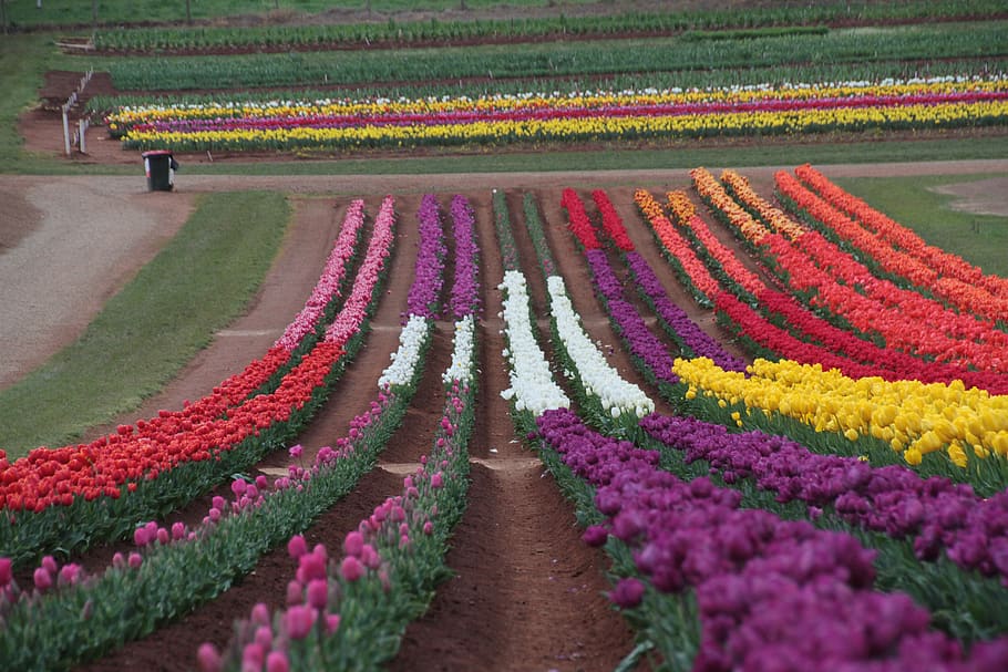 tulip, flower, bloom, flowering plant, beauty in nature, growth HD wallpaper