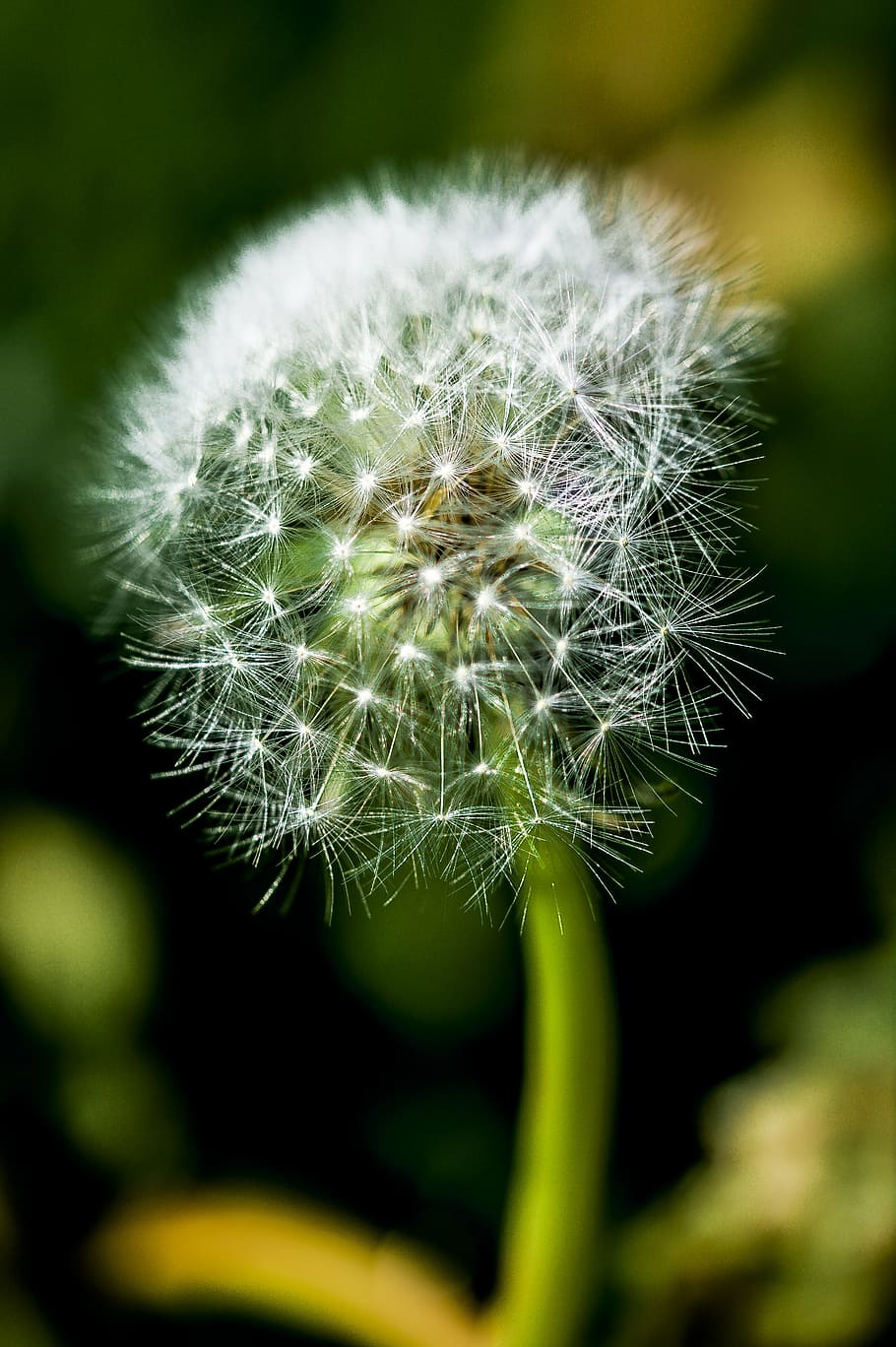 dandelion, impression, blur, flower, nature, plant, summer HD wallpaper