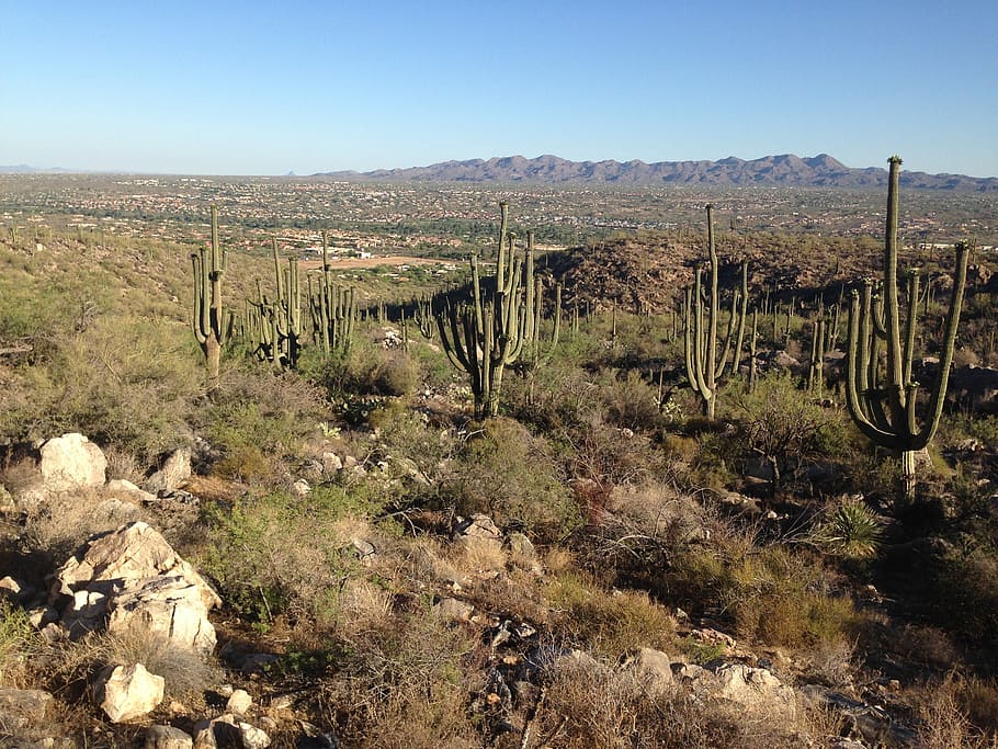 desert, arizona, cactus, plant, landscape, environment, sky HD wallpaper