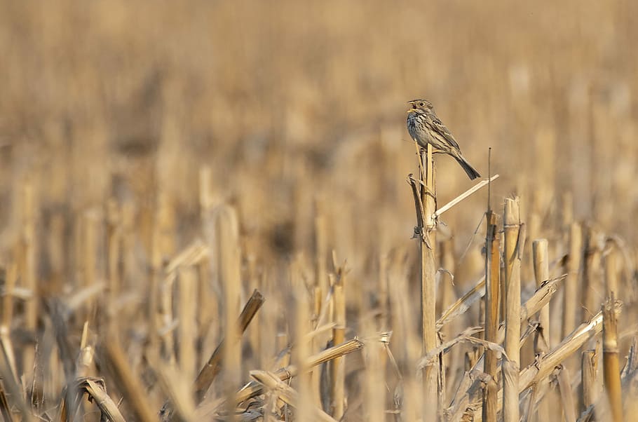 oatmeal, bird, small, yellow, crop, agriculture, cereal plant HD wallpaper